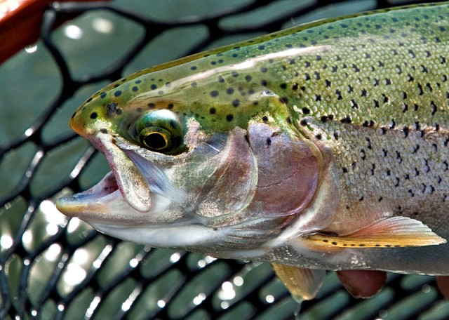 A Long Fling with Montana Fly Fishing
